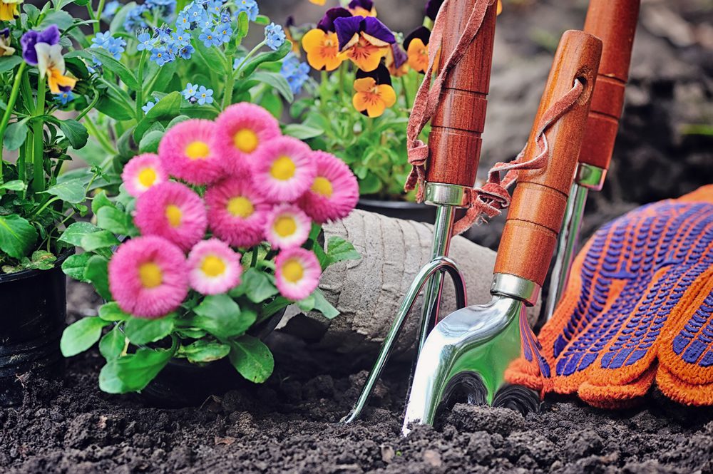 how to choose the right plansts