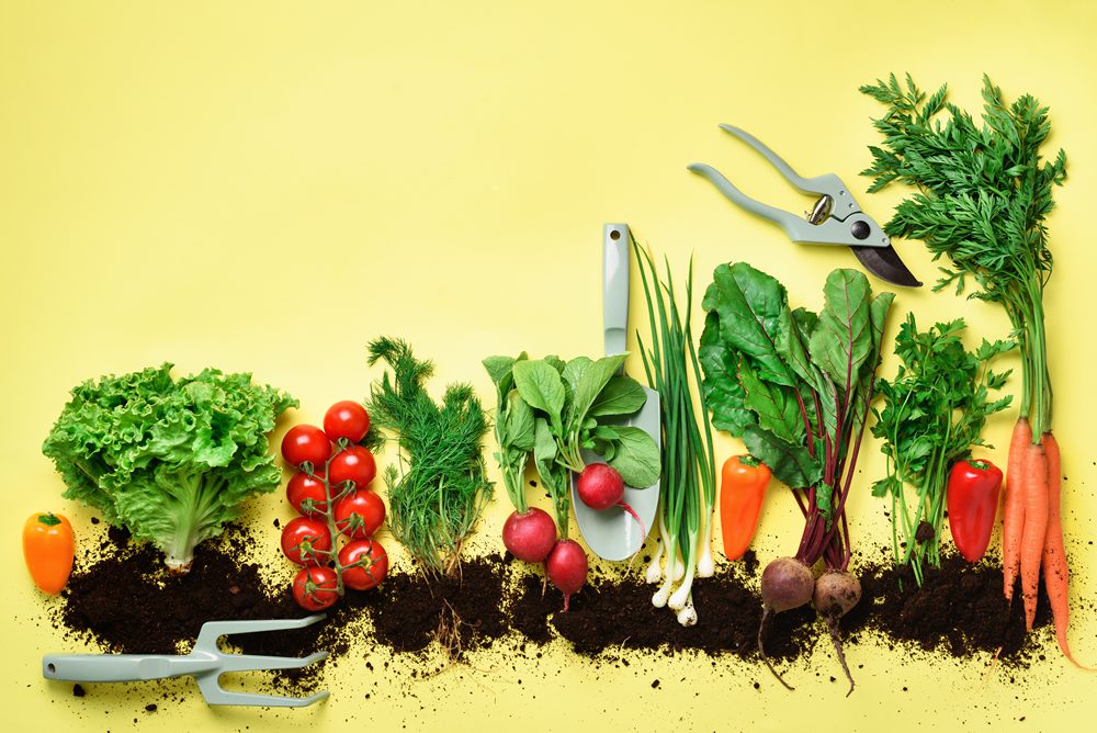 organic-vegetables-and-garden